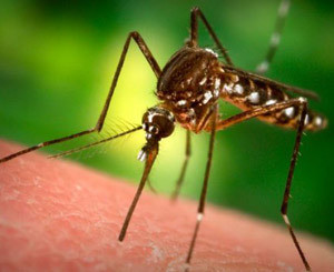 Комары заражают украинцев червями-паразитами  