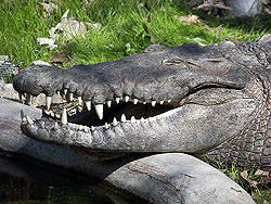 В Одесском пруду завелись крокодилы 