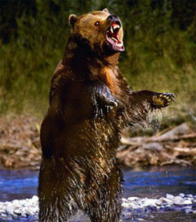 В России на женщину напал медведь 