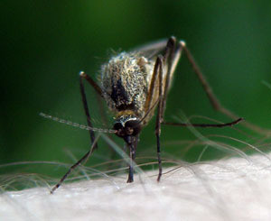 Комары заражают дончан личинками паразитов 
