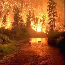 В Луганской области – лесные пожары 