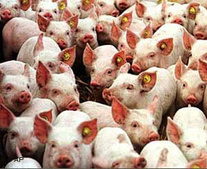 От свиного гриппа пострадали луганские мясники  