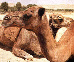 Среди верблюдов обнаружили неизвестный раньше вид 