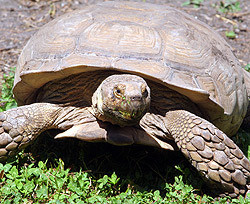 В столичном зоопарке отпразднуют День черепахи 