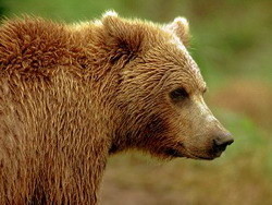 В субботу в киевском зоопарке – день медведя 
