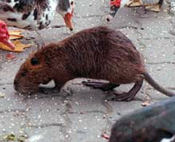 На Нью-Йоркскую стоянку напали гигантские крысы  