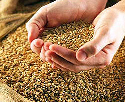 Голодающие страны накормят украинской пшеницей 