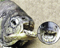 В России поймали рыбу с человеческими зубами 