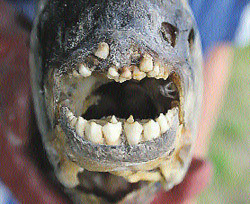 За рыбу с человеческими зубами просят $200 000 