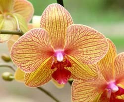 В Украине появился заповедник диких орхидей 