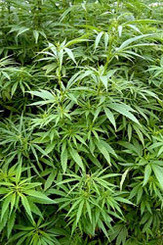 В Калифорнии собираются легализовать марихуану для борьбы с кризисом 
