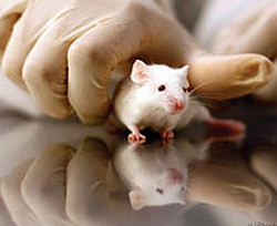 Ученым удалось вырастить мышь из клеток донора  
