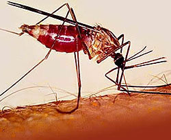 В Кировограде бушует малярия 