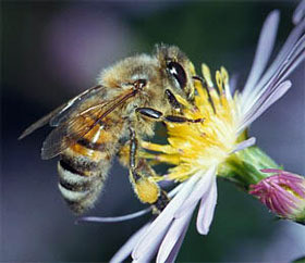 Пчелы три дня держали в страхе село в Винницкой области 