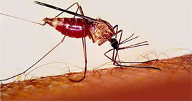 В Кировограде шесть человек заболели малярией 