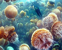 Медузы перемешивают океаны как течения 
