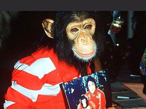 Скоро выйдет книга мемуаров шимпанзе Майкла Джексона 