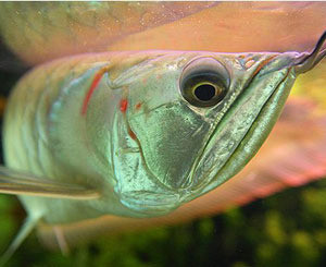 В Мариуполе вор-эстет украл золотых рыбок на 15 000 гривен 