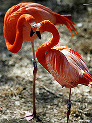 Открыта тайна фламинго: зачем стоять на одной ноге? 