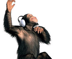Metallica – единственная музыкальная группа, на которую реагируют обезьяны 