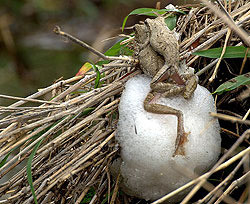 В Индии лягушки научились вить гнезда 