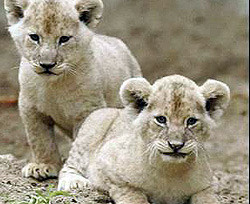 В Киевском зоопарке теперь можно увидеть подросших львят 