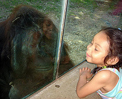 Детеныши обезьян намного воспитаннее человеческих сверстников 