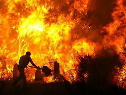 Фермер случайно спалил 20 тысяч гектаров леса 