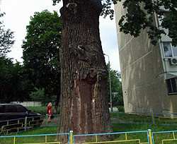 В Киеве начали перепись деревьев-старожилов 