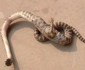 В Китае водится змея-мутант с когтистой лапой посреди туловища 