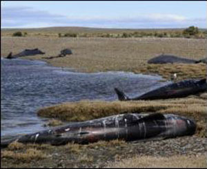 Полсотни китов выбросились на берег в Аргентине  