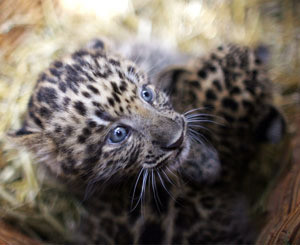 В ялтинском зоопарке родились три уникальных леопарда  