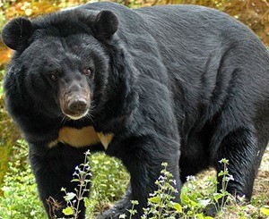 В Японии на туристов набросился гималайский медведь 