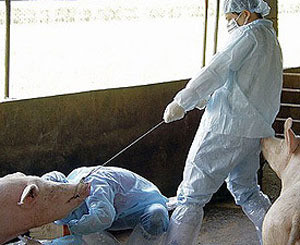 Зачем разводят большое свинство вокруг свиного гриппа 