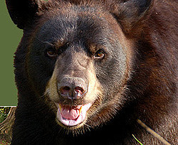 В Прикарпатье раненый медведь растерзал охотника  