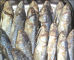 Киевляне рисковали наесться некачественной рыбы 