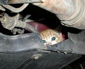 Котенка зажало под двигателем машины, которая мчалась со скоростью 100 километров в час 