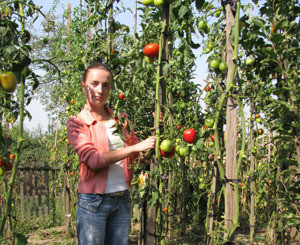 В Ужгороде выращивают помидоры четырехметровой высоты 