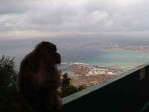 Столицу Алжира захватывают обезьяны 