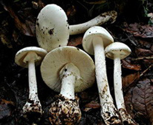 В Днепропетровской области 5 человек отравились грибами 