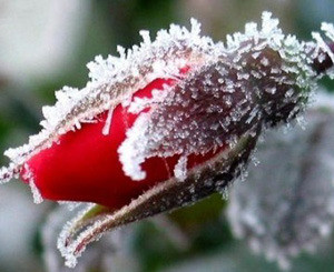 В начале недели в Украину придут заморозки до -4 градусов  