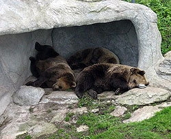 Медведи в киевском зоопарке засыпают раньше времени 