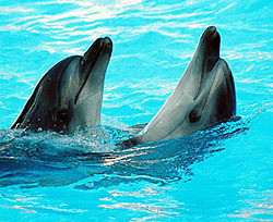 Экологи требуют закрыть дельфинарий в Киеве 