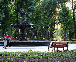 В Мариинском парке посадят красные дубы 