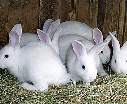 В Швеции кроликов перерабатывают на биотопливо 