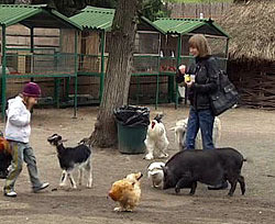 Животных киевского зоопарка угрожают отравить 