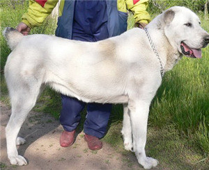 Во Львове МЧСники спасали девушку от собственной собаки  
