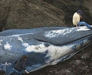 На побережье Калифорнии выбрасывает гигантских китов  
