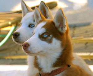 В Одесской области в объеденном собаками теле едва узнали пропавшую девочку 