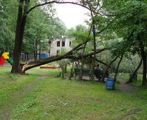 Во дворе одесской школы рухнула гигантская ветка тополя, под которой были дети  